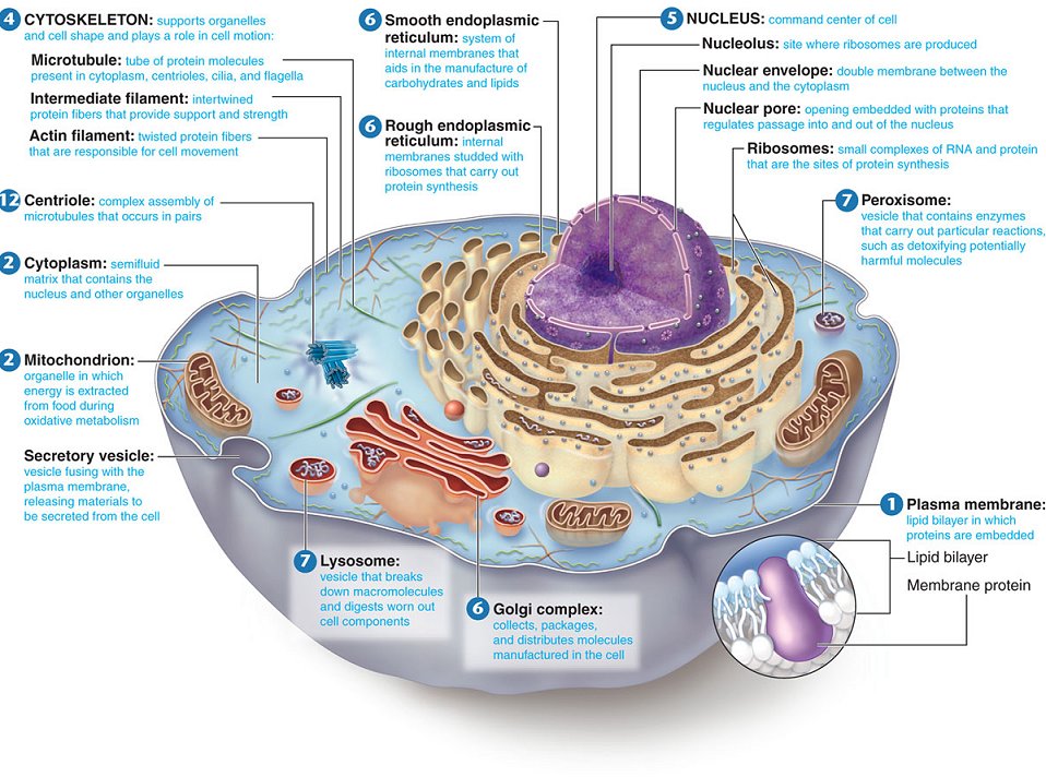 A living cell performs a variety of functions that are characteristic of its 