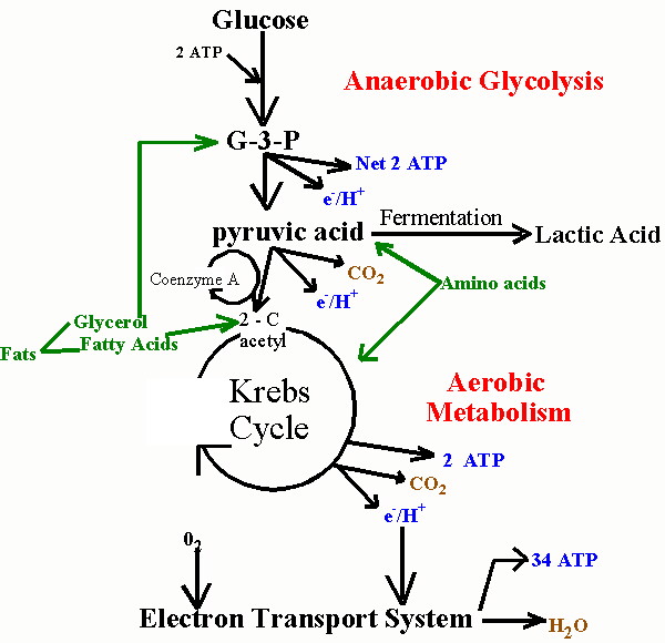 cellular respiration concept map. the cellular site of this