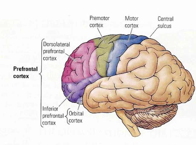 BRAIN AREAS - GENERATION OF THOUGHT - VOCALIZATION OF THOUGHT.