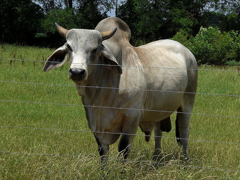 PASUPATI, BULL - Bos indicus, Zebu, the Brahman Bull; family Bovidae.