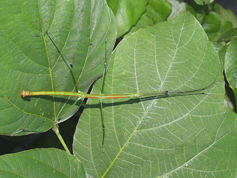 Spiritualism in Images: Concealing Coloration. Walking stick insect - Phasmatidae - Phraortes illepidus.