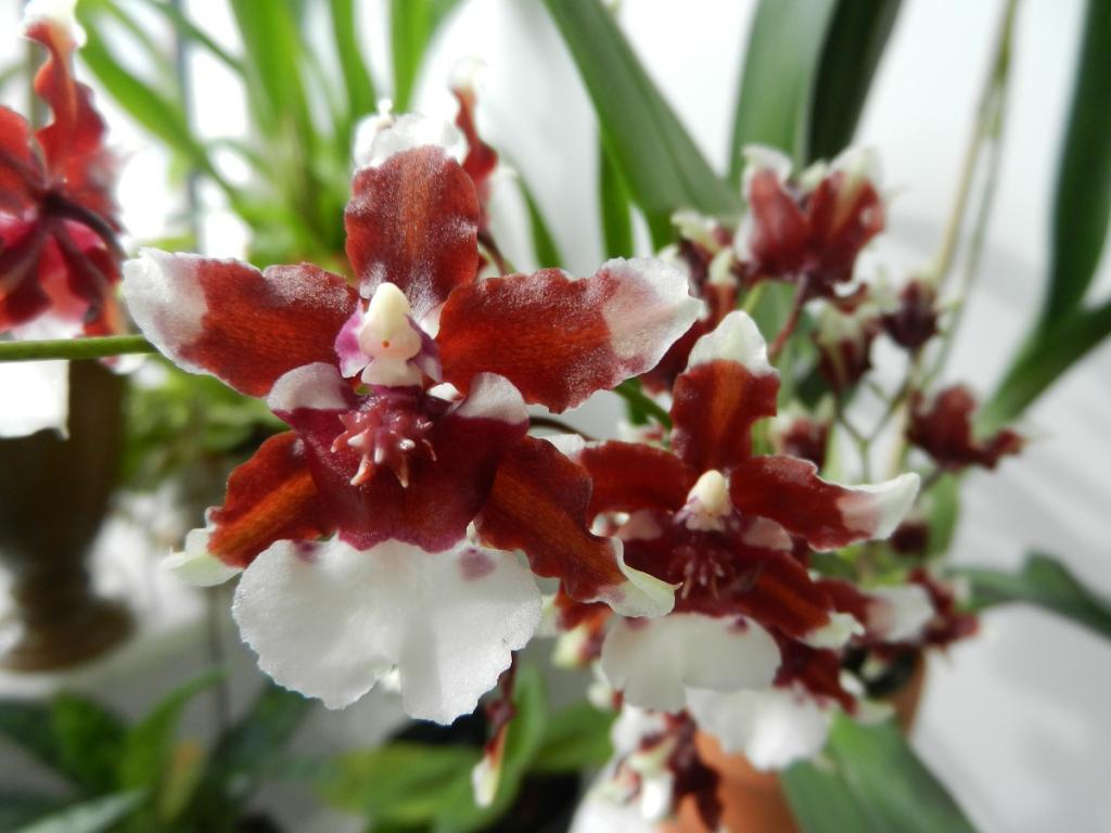 WholeDude - WholeDesigner - WholeMagic: Oncidium aureum, Redolence Orchid is known for its rich, pleasant combination of smells called heavenly scent.