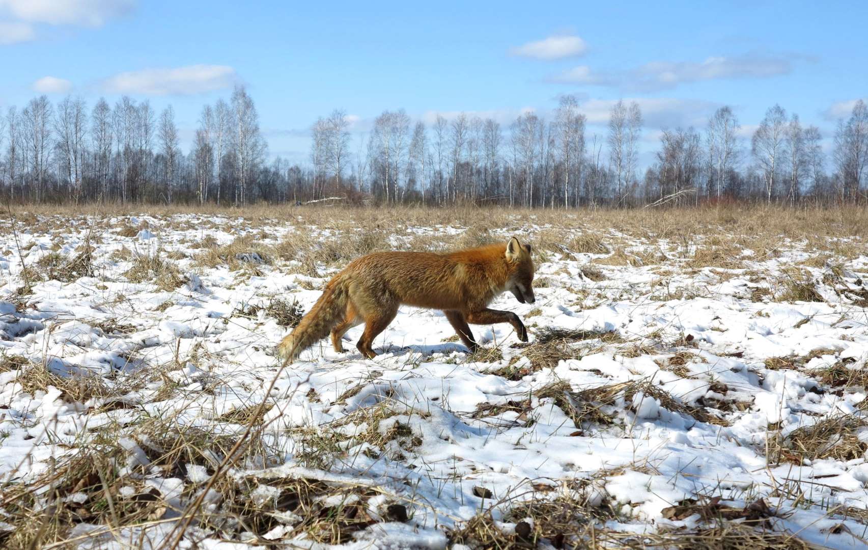World Remembers 30th Anniversary of Chernobyl Disaster. Wildlife Returns to Exclusion Zone. Fox seen in Exclusion Zone.